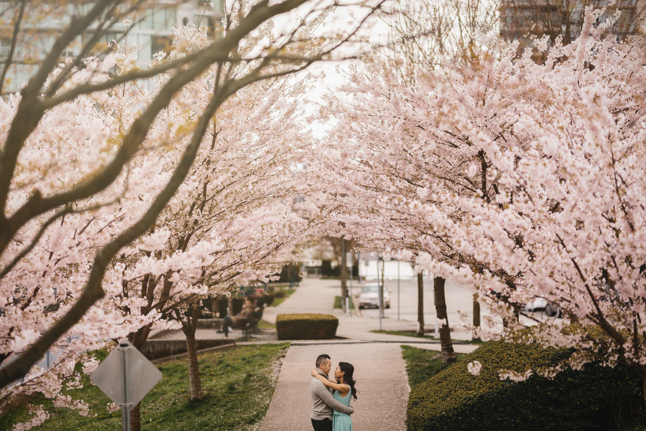 vancouver cherry blossom engagement photography in yaletown david lam park