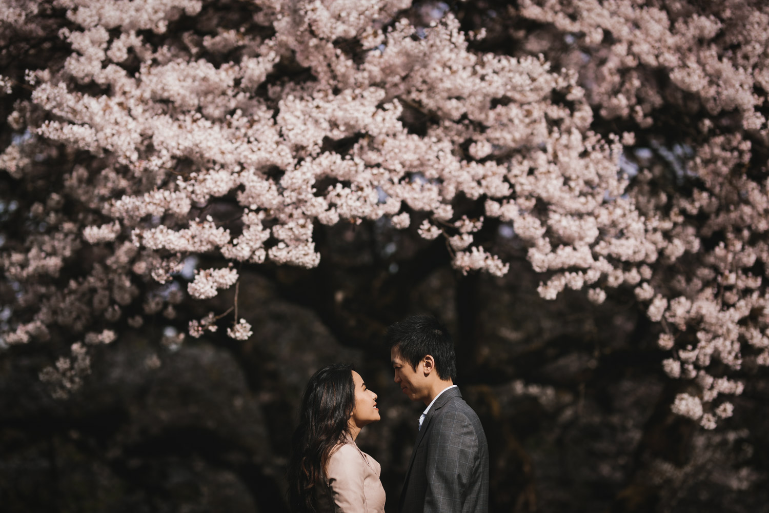 vancouver cherry blossom engagement photography at UBC